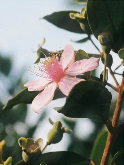 Sérum Alternativo al Retinol (Textura Acuosa)