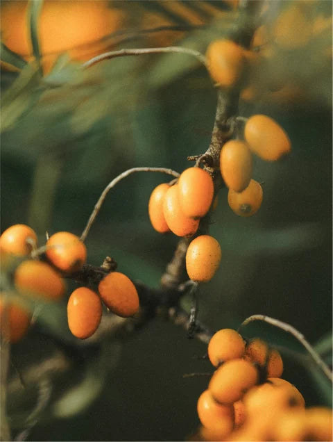Desmaquillante Bifásico Botánico